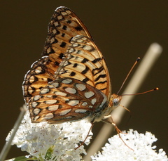 Speyeria edwardsii