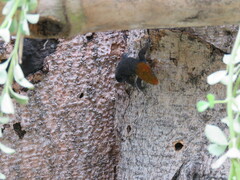 Gonatodes albogularis