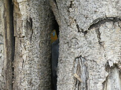 Gonatodes albogularis