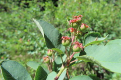 Amelanchier alnifolia