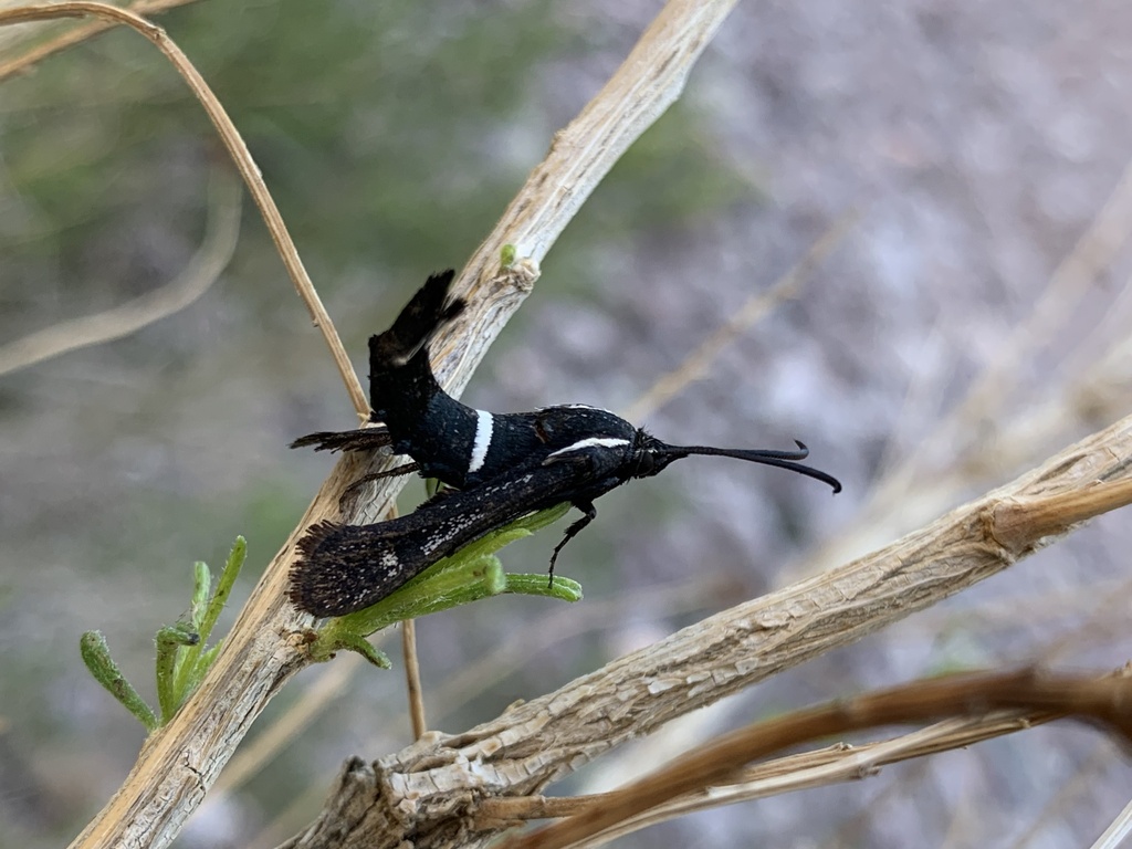 Burrowbush Borer Moth