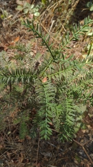 Sequoia