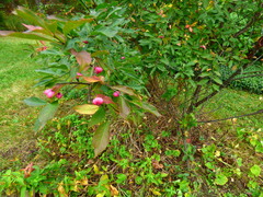 Euonymus europaeus