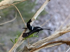 Hymenoclea palmii