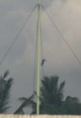 Halcyon cyanoventris