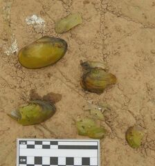 Utterbackia imbecillis