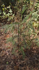 Sequoia