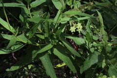 Aristeguietia salvia