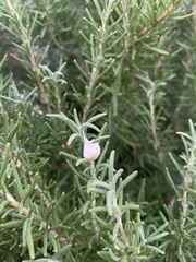 Aphrophora parallela