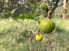 Solanum linnaeanum