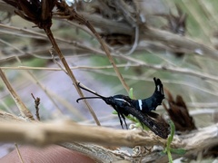 Hymenoclea palmii