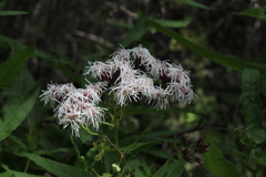 Aristeguietia salvia