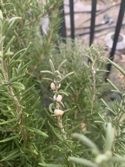 Aphrophora parallela