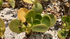 Scaevola plumieri