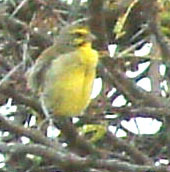 Crithagra mozambica