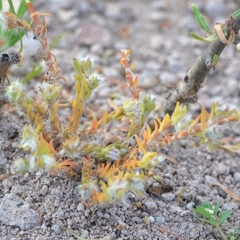 Portulaca