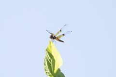 Perithemis domitia