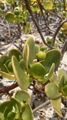 Scaevola plumieri