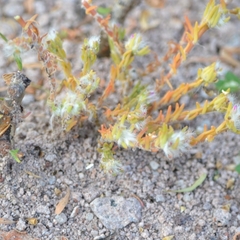 Portulaca