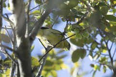 Spinus psaltria psaltria