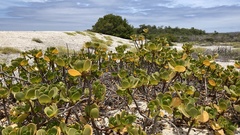 Scaevola plumieri