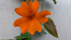 Thunbergia gregorii