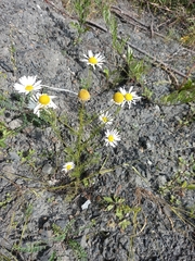 Tripleurospermum