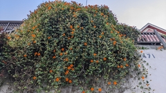 Thunbergia gregorii