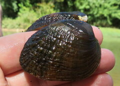 Lemiox rimosus