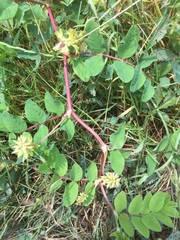 Astragalus glycyphyllos