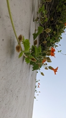 Thunbergia gregorii
