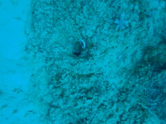 Sufflamen chrysopterum