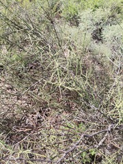 Koeberlinia spinosa