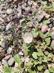 Malvella leprosa