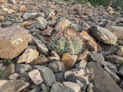 Echinocactus horizonthalonius