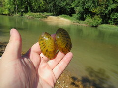 Cambarunio taeniatus