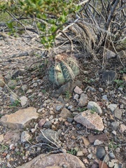 Echinocactus horizonthalonius
