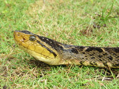 Bothrops asper