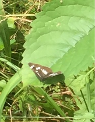 Neptis rivularis