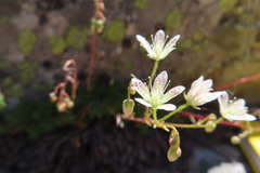 Saxifraga