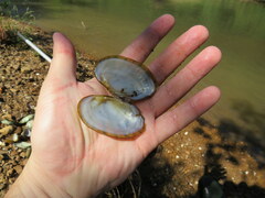 Cambarunio taeniatus