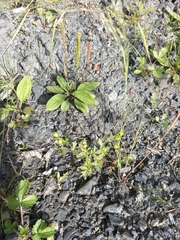 Plantago depressa