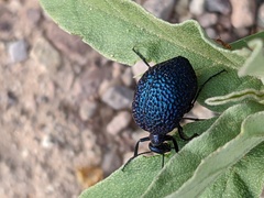 Cysteodemus wislizeni