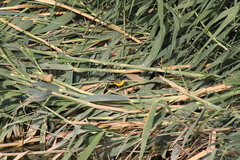 Motacilla flava feldegg