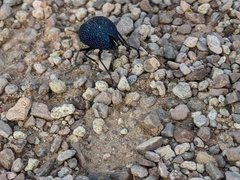 Cysteodemus wislizeni