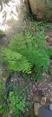 Osmunda regalis