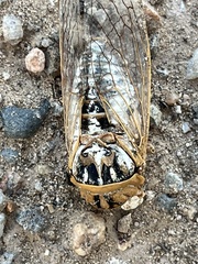 Megatibicen dealbatus
