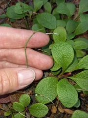 Equisetum scirpoides