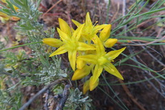 Sedum lanceolatum