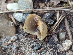 Pezizaceae